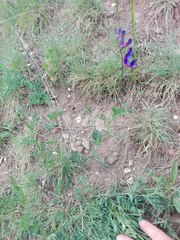 Vicia onobrychioides