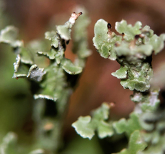 Cladonia phyllophora