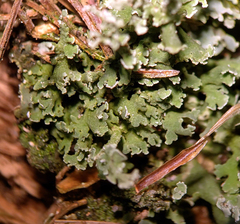 Cladonia phyllophora