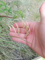 Festuca paniculata