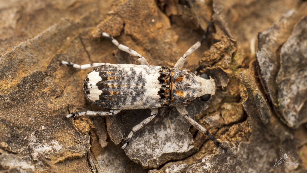 Cylindroides albocinctus