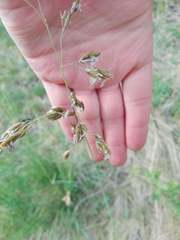Festuca paniculata