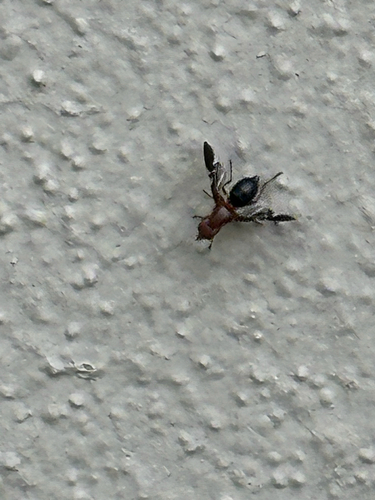 Unknown species found near Epping Forest Way N, Jacksonville, FL, US