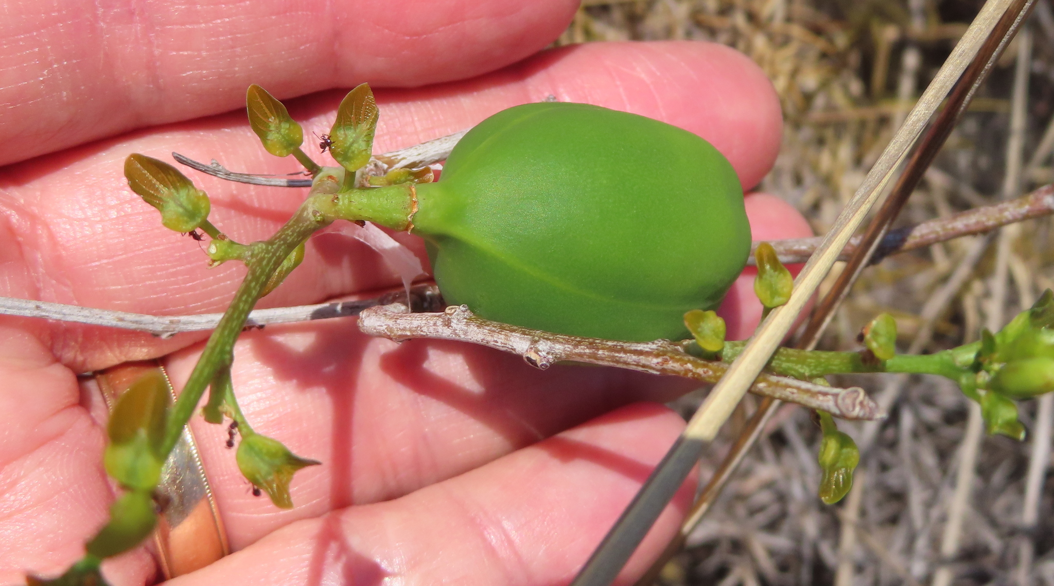 Adenia isaloensis (Isalo Dwarf Passionflower)