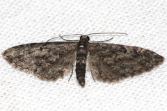 Eupithecia lariciata