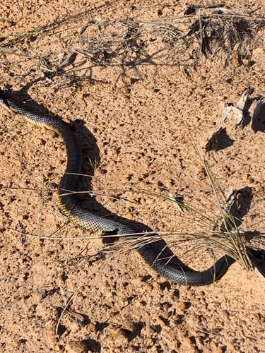Western Tiger Snake sighting