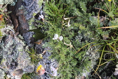 Astragalus levieri
