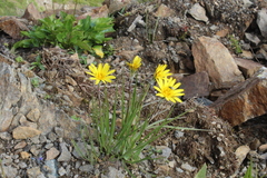 Tragopogon reticulatus