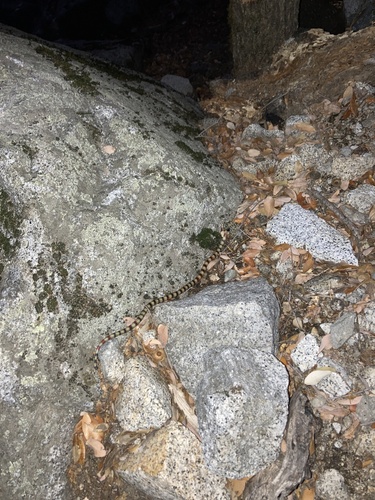 iNaturalist observation photo of California Mountain Kingsnake