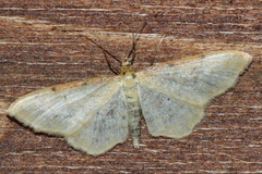 Idaea humiliata