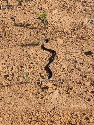 Mainland Dugite sighting