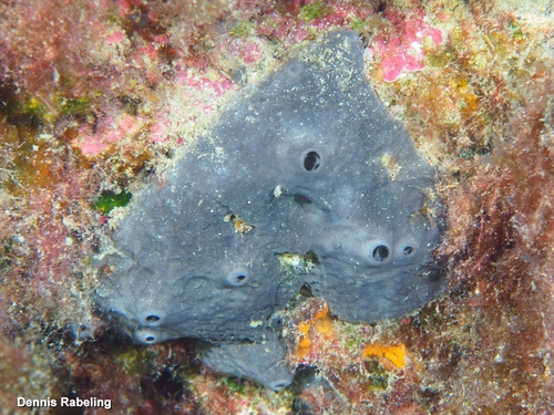 grey leather sponge, Las Palmas, ES-CN, ES, photo 10 of 10