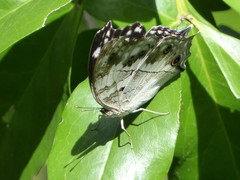 Protogoniomorpha anacardii