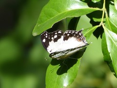 Protogoniomorpha anacardii