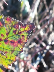 Phragmidium violaceum