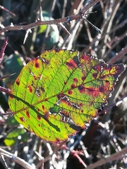 Phragmidium violaceum