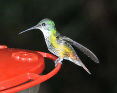 Chrysuronia oenone