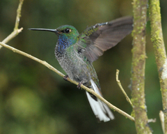 Green-Backed Hillstar photo 3