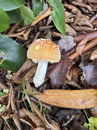 Amanita muscaria
