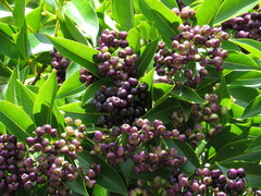 Syzygium angophoroides