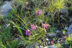 Pedicularis caucasica