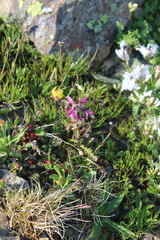 Pedicularis caucasica