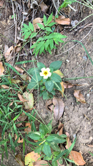 Turnera subulata