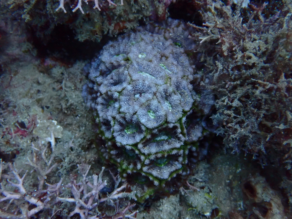 Micromussa indiana