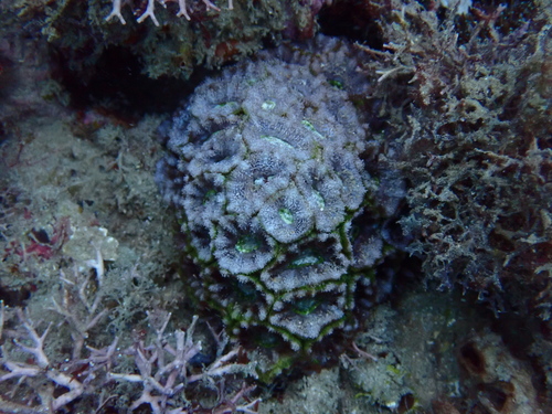 Micromussa indiana