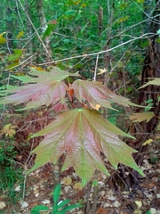 Acer binzayedii