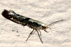Argyresthia conjugella