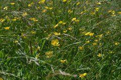 Ranunculus baldshuanicus