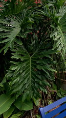 Thaumatophyllum bipinnatifidum