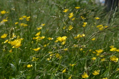 Ranunculus baldshuanicus