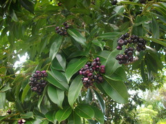 Syzygium angophoroides