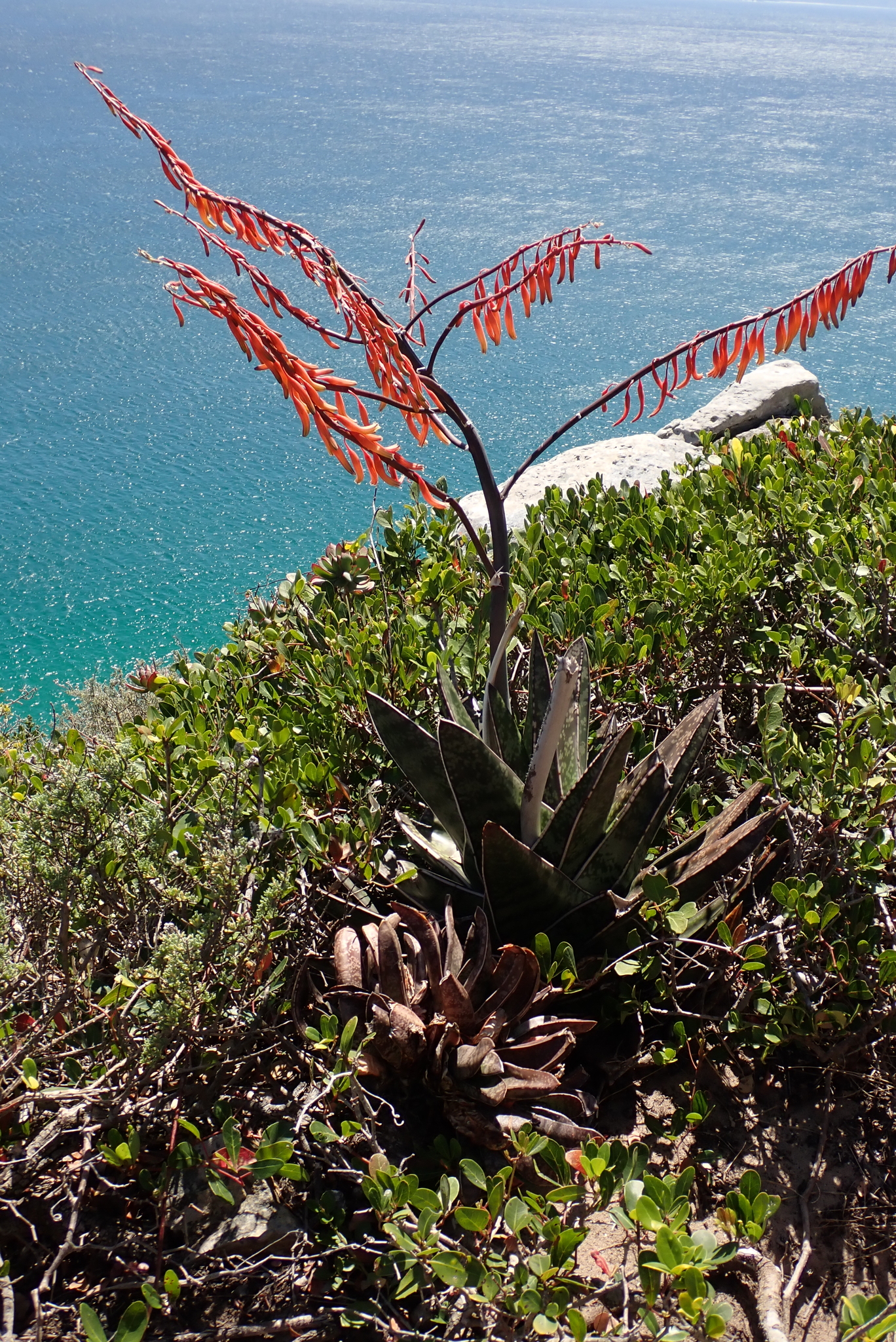 Coast Oxtongue (Gasteria acinacifolia)