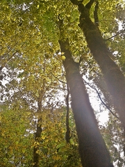 Acer binzayedii