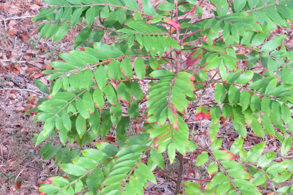 shining sumac from 10130 Bayshore Rd, North Fort Myers, FL 33917