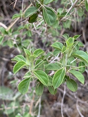 Barleria holubii