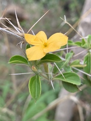 Barleria holubii
