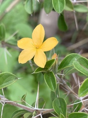 Barleria holubii
