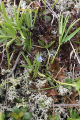 Gentiana aquatica