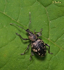 Otiorhynchus tatarchani