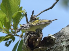 Pogoniulus chrysoconus