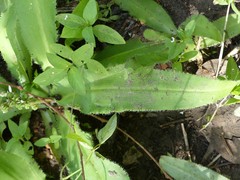 Chlorophytum brachystachyum image