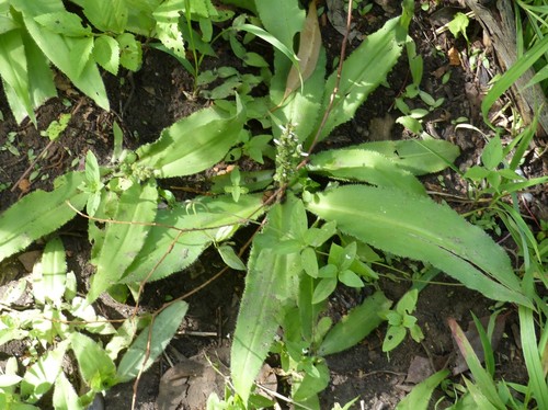 Chlorophytum brachystachyum image