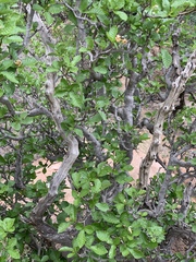 Gardenia resiniflua resiniflua