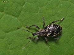 Otiorhynchus tatarchani