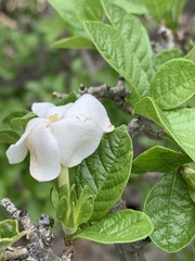 Gardenia resiniflua resiniflua