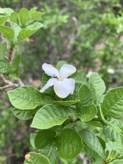 Gardenia resiniflua resiniflua